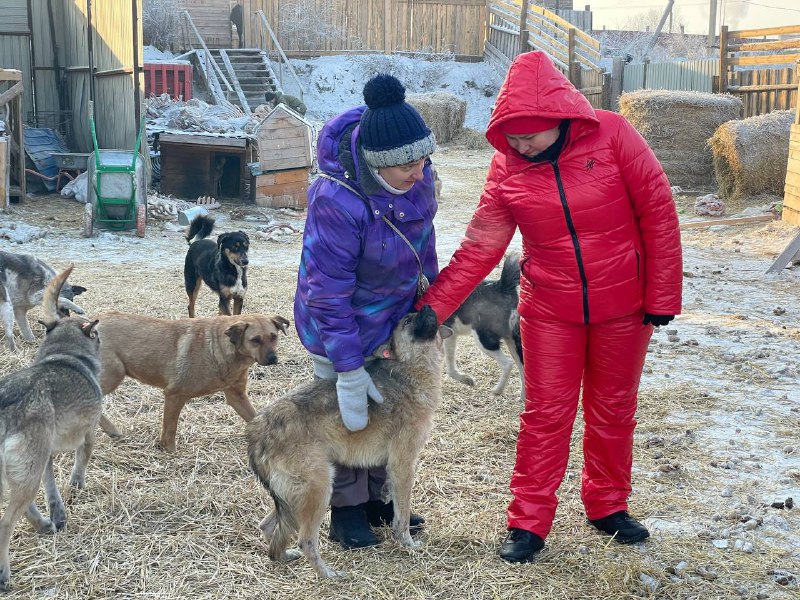 В улан-удэнском приюте собак срочно спасают от эвтаназии