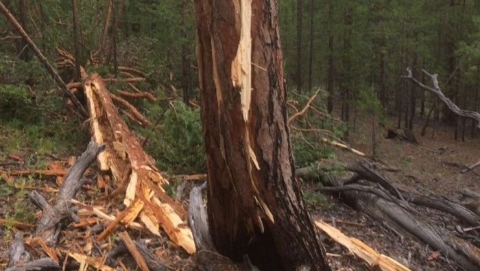 Более 200 человек сражались с огнём в труднодоступных лесах Бурятии