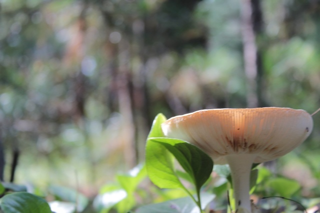 Где можно собирать ягоды и грибы в Улан-Удэ: список разрешенных мест для посещения лесов