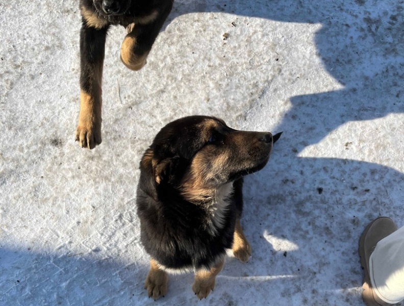 В Улан-Удэ продолжают разбираться с собакой, которая «родила щенков после стерилизации»