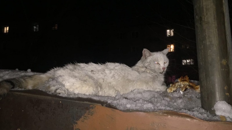 В Улан-Удэ всем миром спасают искусанную и обмороженную кошку