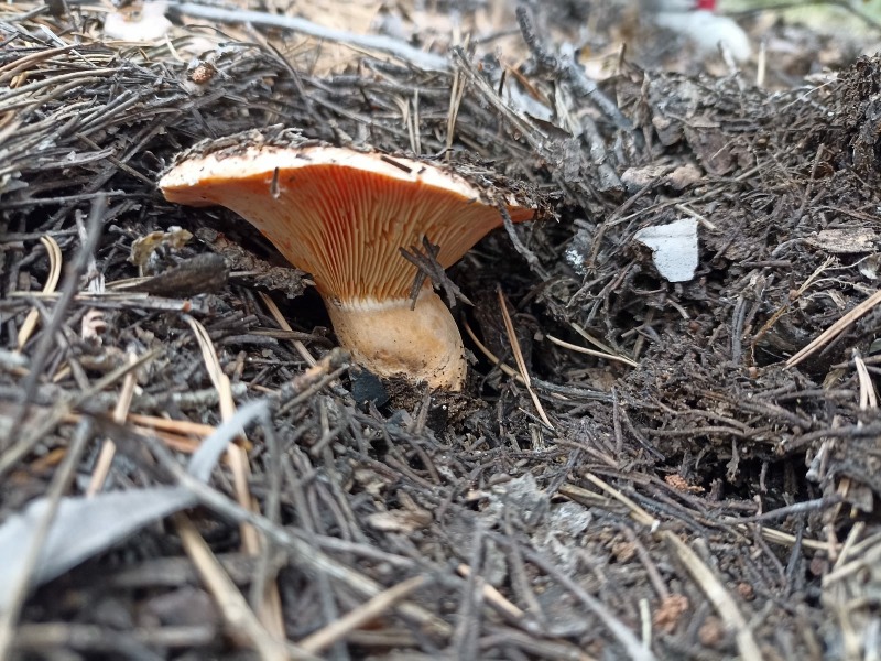 В Бурятии лесники научили детей собирать грибы