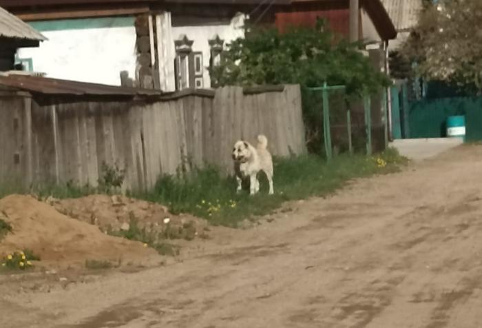 В Бурятии собака напала на 4 человек