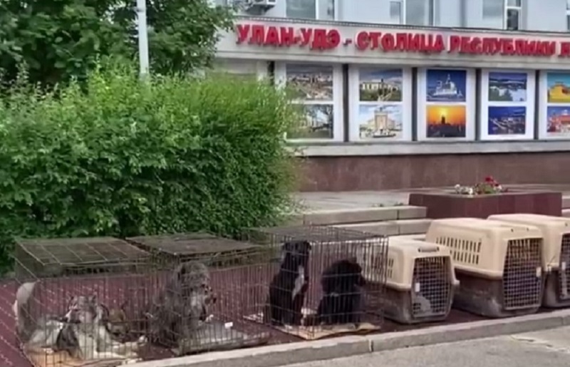 В Улан-Удэ компания по отлову собак решила провести акцию протеста 
