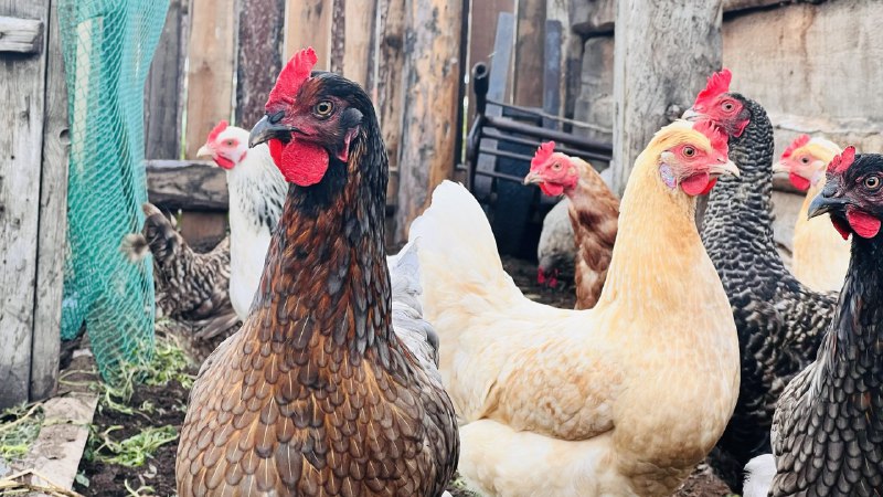 В 5-километровой зоне вокруг Улан-Удэнской птицефабрики изымут всех кур у местного населения
