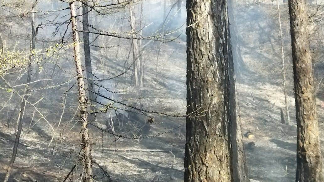 В Бурятии поймали виновника лесного пожара в Баунтовском районе
