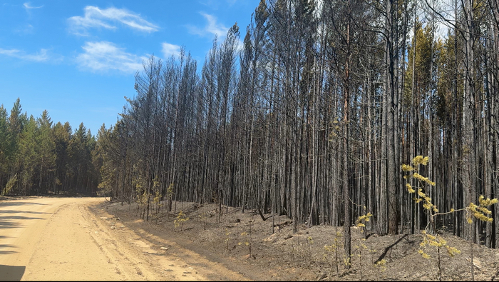 Виновнику лесного пожара в Бурятии грозит уголовная ответственность