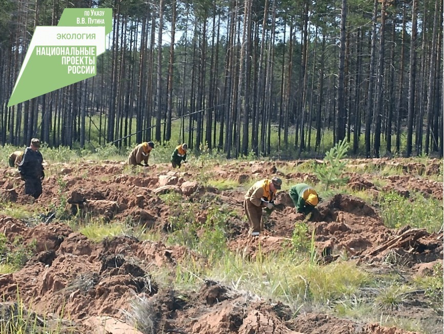 В районе Бурятии на месте лесного пожара высаживают деревья