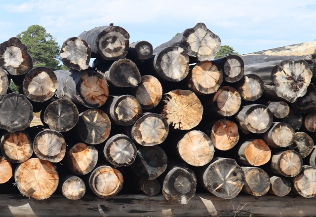 В Бурятии отряд оперативников помогает сокращать объем незаконной древесины
