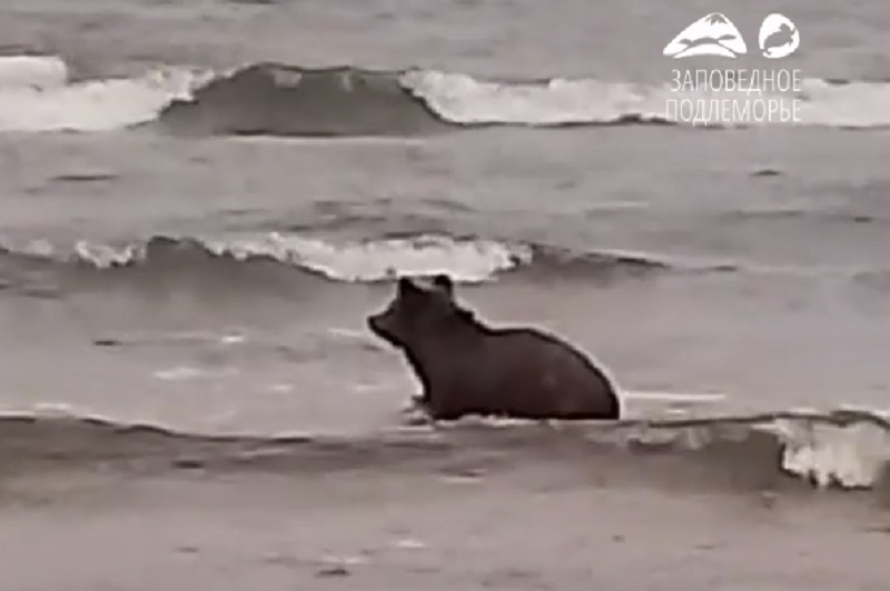 Медведь в Байкале попал на видео инспекторов нацпарка