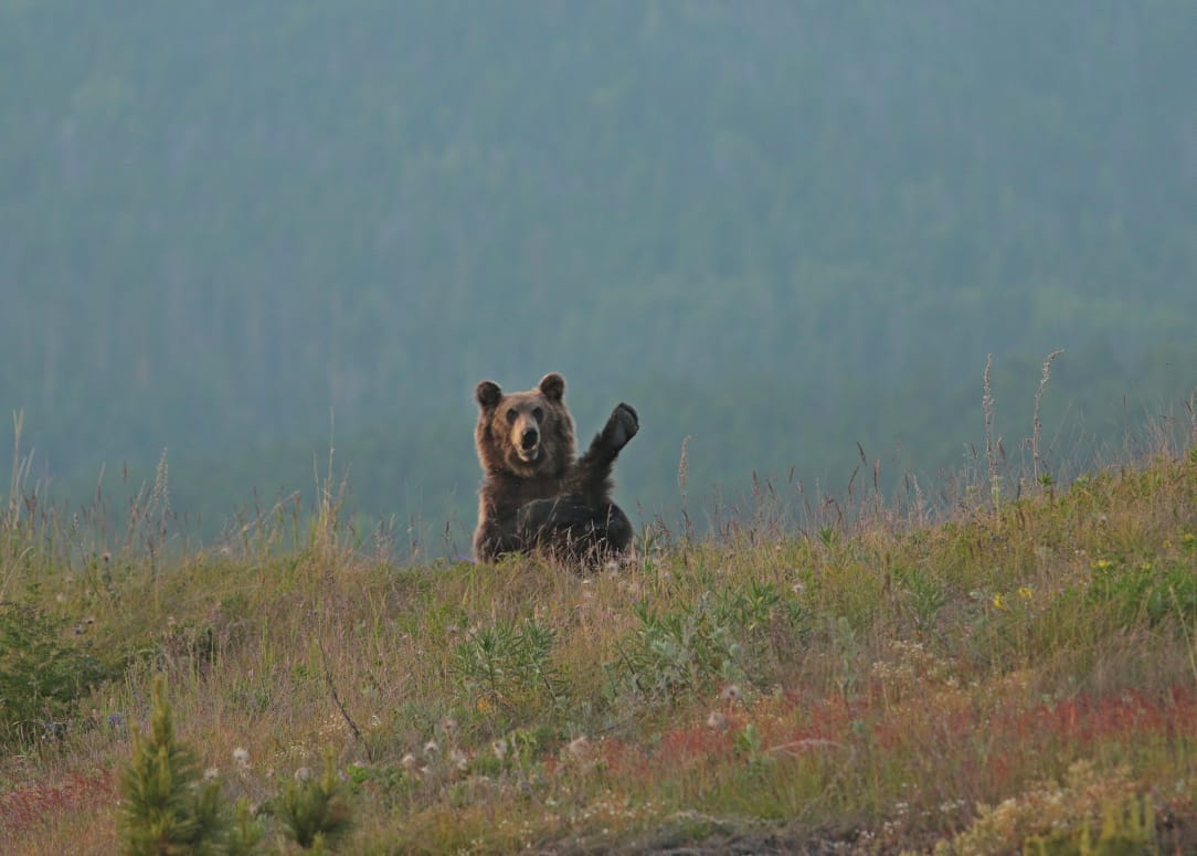 Медведи на Байкале снова попали на камеру