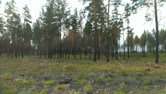 В Бурятии на сегодня нет лесных пожаров