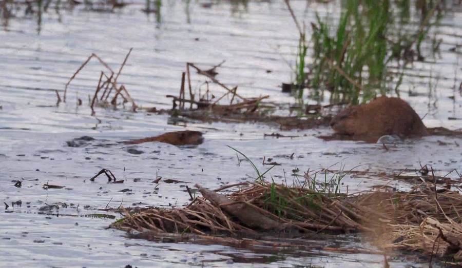 В Бурятии отмечают рост числа ондатр из-за дождей