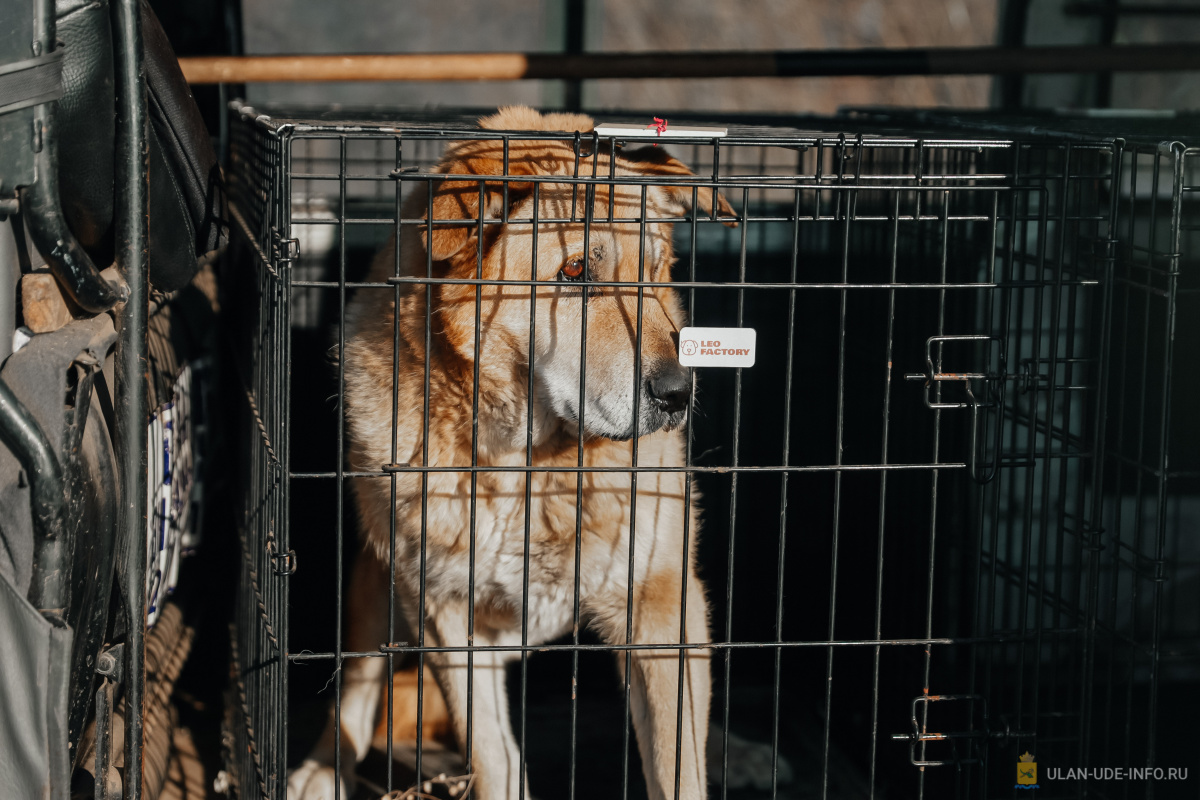 Алексей Цыденов поручил усилить отлов бродячих собак в Улан-Удэ