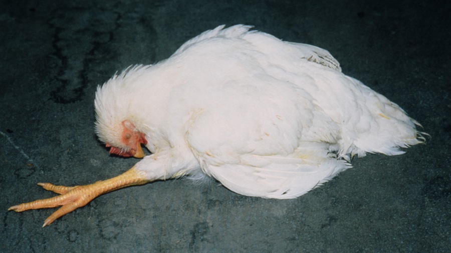В Иркутской области выявили опасную карантинную инфекцию птиц – болезнь Ньюкасла