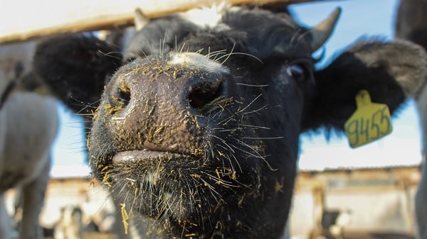 В Бурятии фермер купил за 700 тысяч рублей быков, но животных не получил