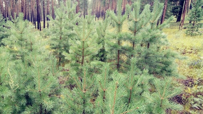 В Иволгинском районе пройдут общественные обсуждения проекта выделения леса ЦКК