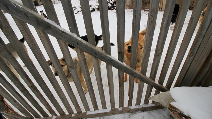 В Улан-Удэ за год поймали 7 тысяч собак