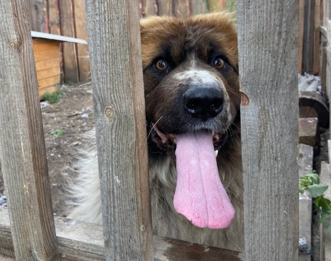 Жители Селенгинского района Бурятии жалуются на собачий приют