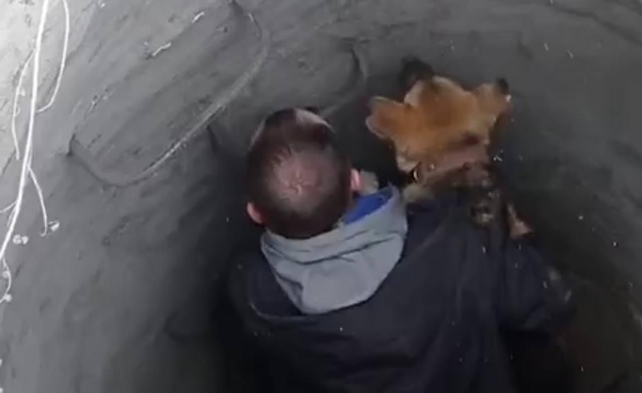 В Улан-Удэ службы отлова спасли из люка собаку