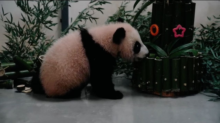 В Московском зоопарке панду поздравили с Восточным Новым годом
