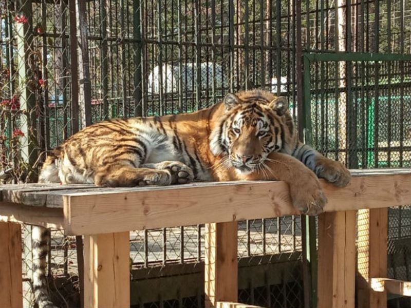 Этнографический музей получил предостережение из-за побега тигра из клетки