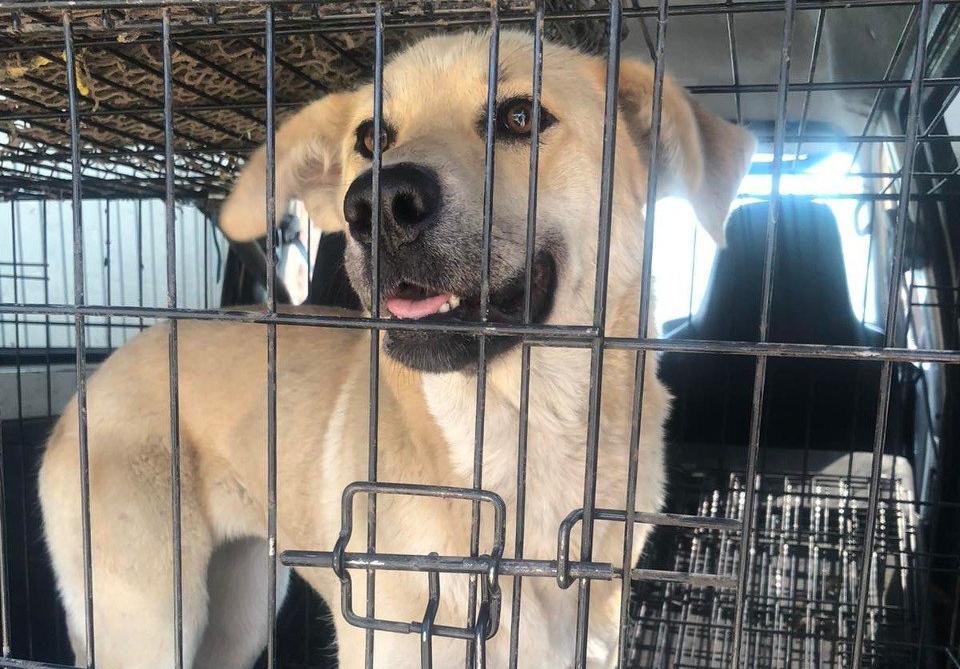 12 собак отловили в ходе очередного рейда в Октябрьском районе Улан-Удэ