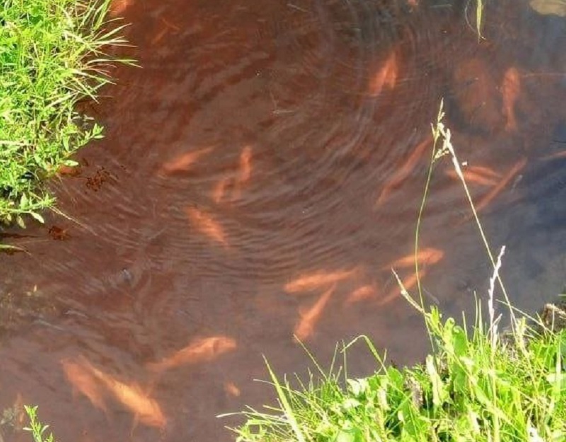 Гибель рыбы зафиксировали сразу на нескольких водоемах у Байкала