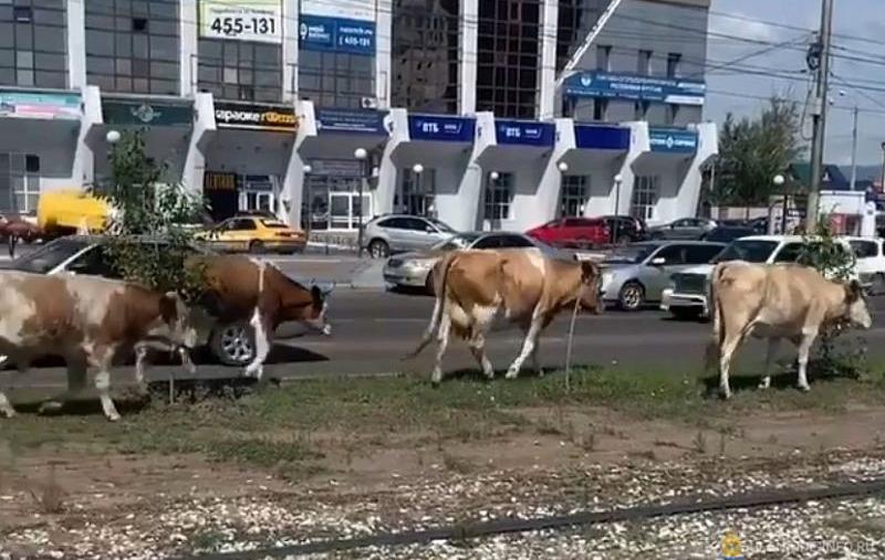 В Улан-Удэ безнадзорных коров будут отправлять на штрафстоянку