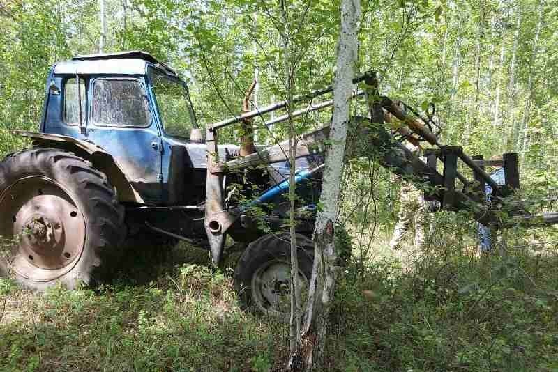 Житель Бурятии в лесу вырубил сосны и был пойман росгвардейцами