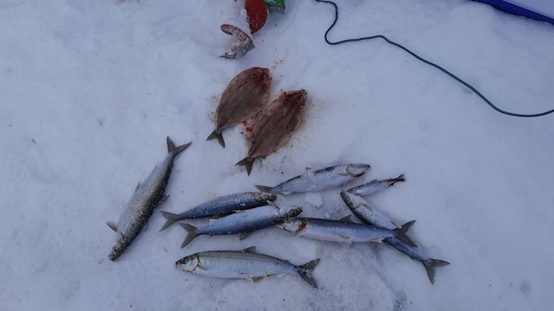 Чем во время зимней рыбалки обогревать палатку в Бурятии  – советы спасателей