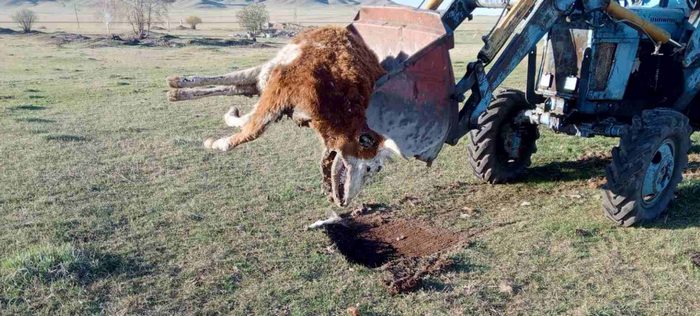 В Джидинском районе Бурятии скотомогильник очистили от трупов коров