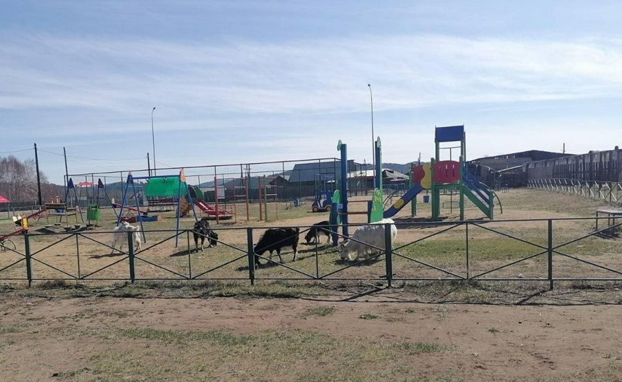 В Бурятии жители села возмутились выпасом коз на детской площадке