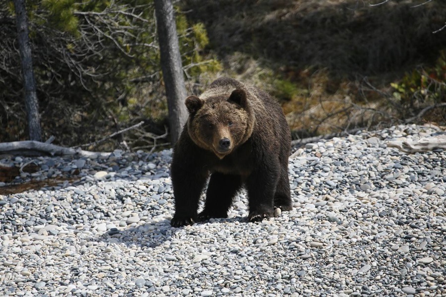 Почти 400 медведей обитают в Тункинском национальном парке
