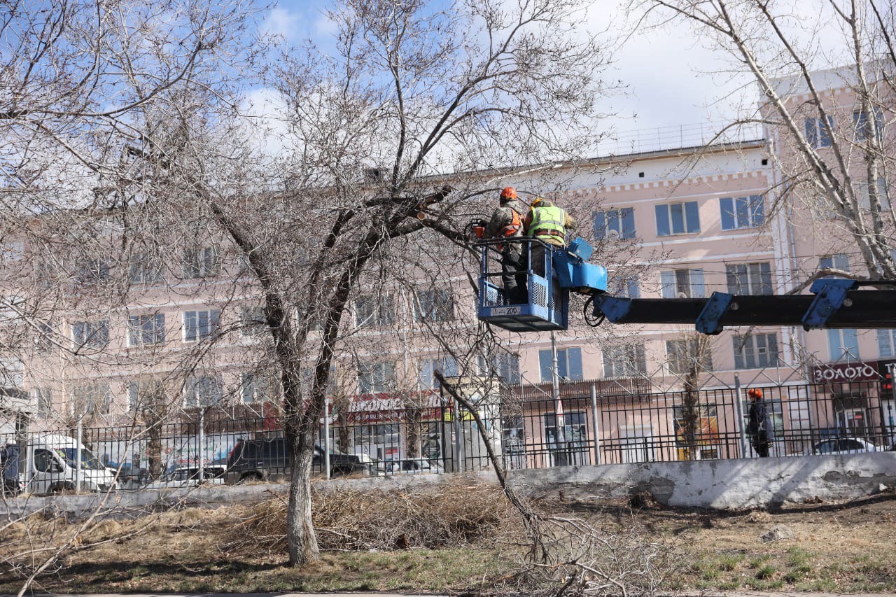 В Улан-Удэ штрафуют за самовольную подрезку деревьев