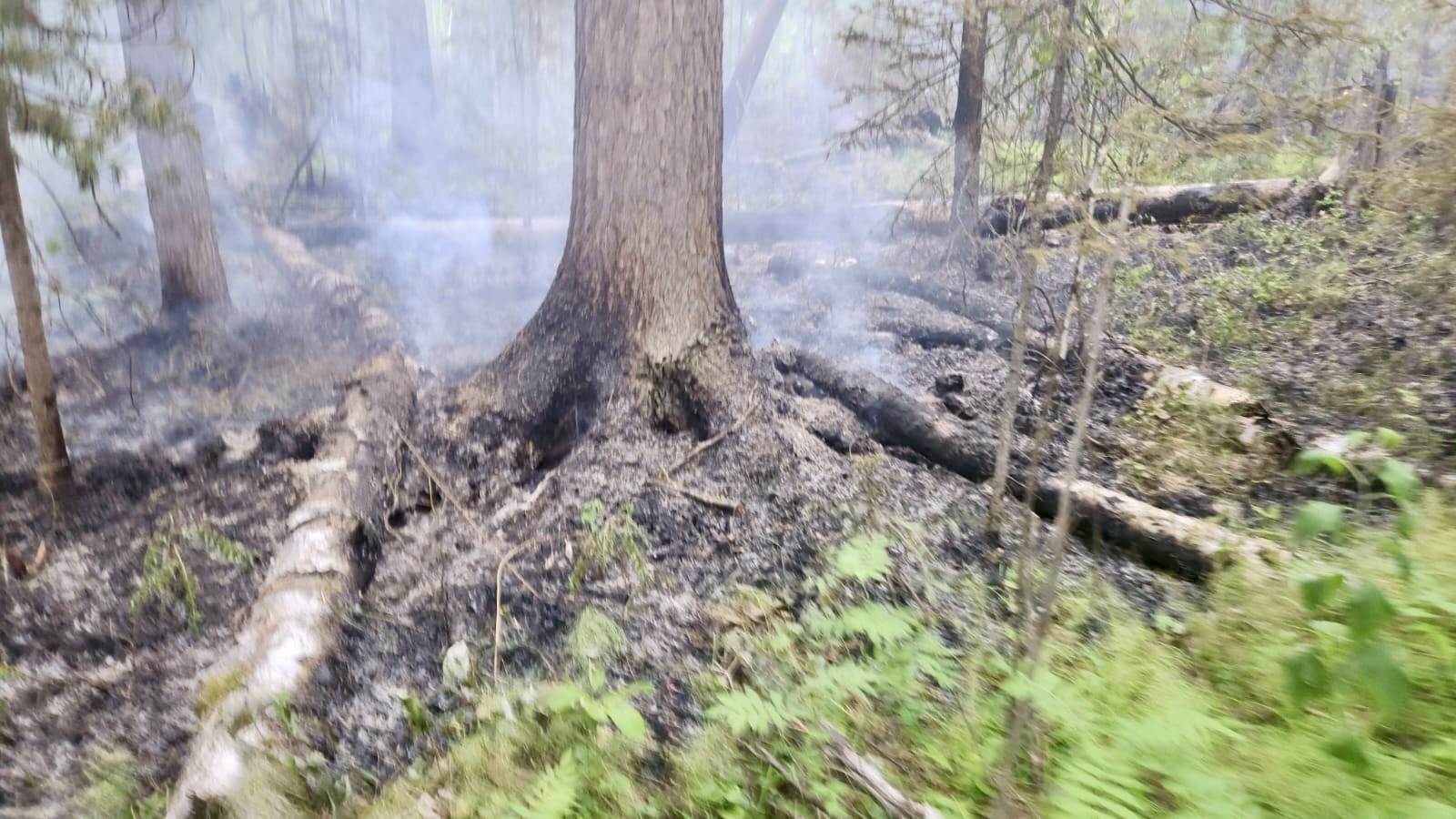 Леса Бурятии горят из-за аномальной жары