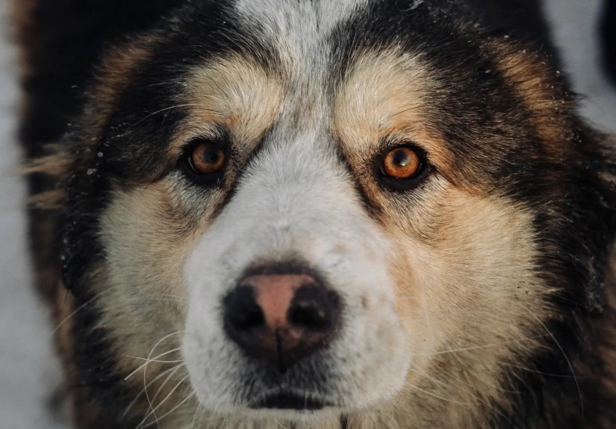 «Люди перестали забирать собак!»: собачьи приюты в Бурятии бьют тревогу