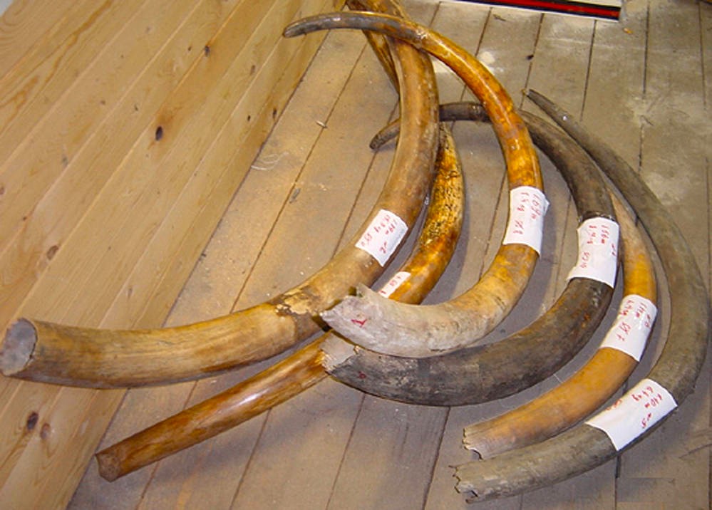 Иркутская область экспортирует бивни мамонта, струю кабарги и желчь бурого медведя
