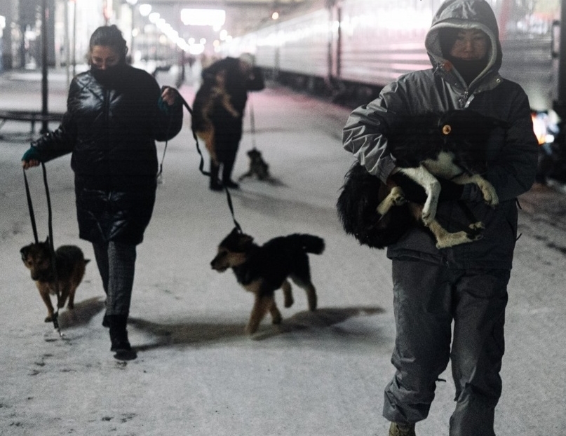 Про спасенных от эвтаназии собак из Улан-Удэ написали в The Washington Post