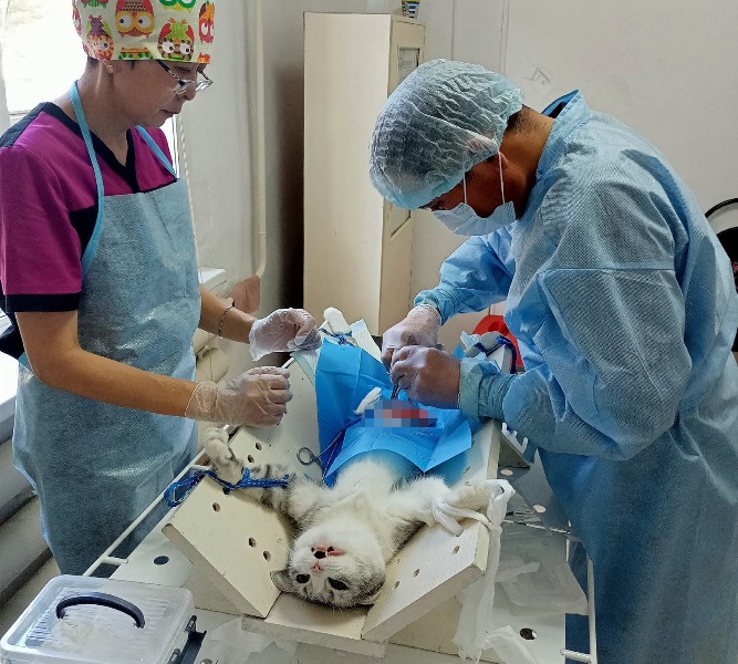 В Улан-Удэ стартует льготная стерилизация кошек