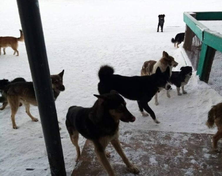 Управление ветеринарии: В районах Бурятии бюджетные средства на отлов собак расходуются нерационально