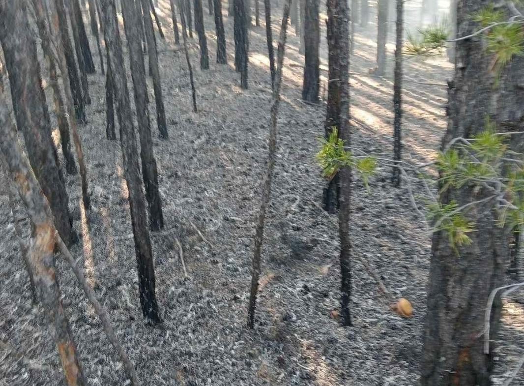 В Бурятии из-за человека горел лес