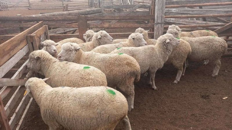 В Бурятии возобновляют искусственное осеменение овец