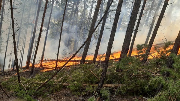 В Бурятии горит лес в Тункинском районе