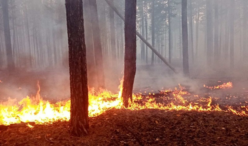 666 гектаров леса горит сегодня в Бурятии