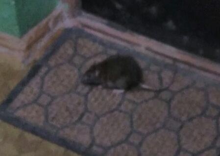 Порно актриса Мэдисон