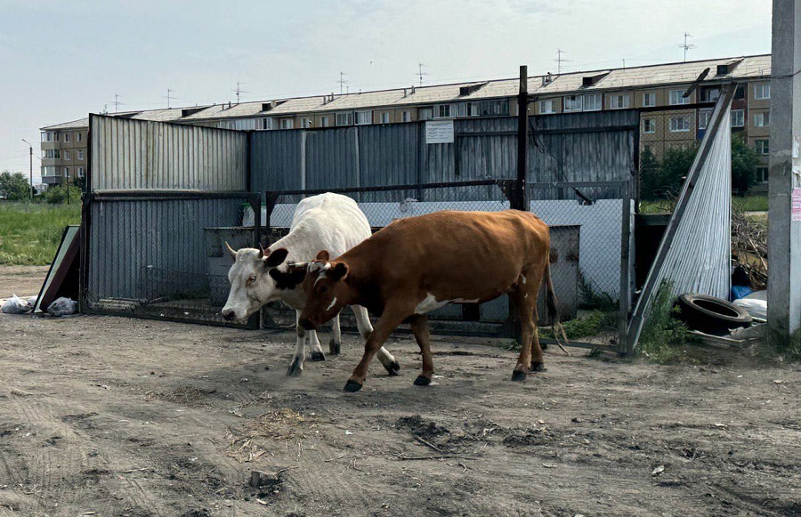 В Улан-Удэ снова ловили гуляющих коров