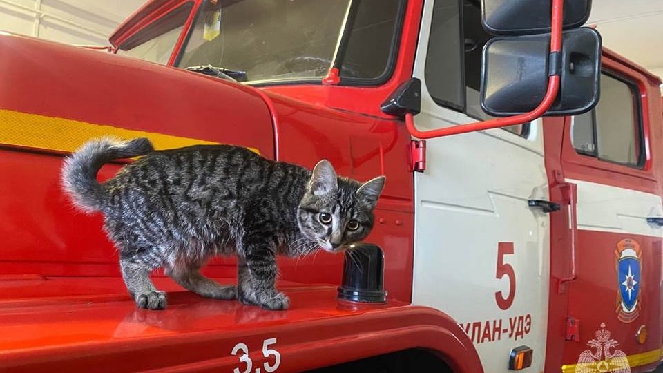 В Бурятии в пожарной части завели котенка Валентиныча