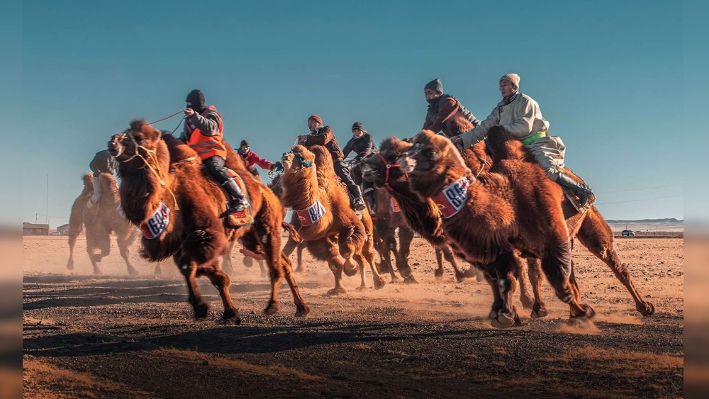 «Фестиваль десяти тысяч верблюдов» в Монголии посетили более 8 тысяч туристов