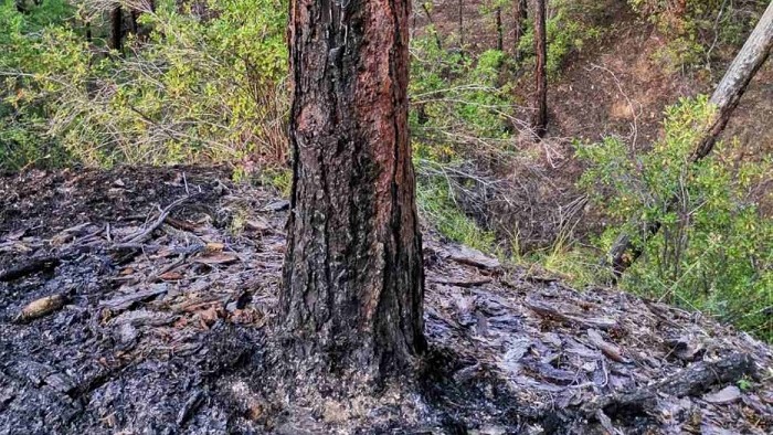 В Бурятии тушили семь лесных пожаров  